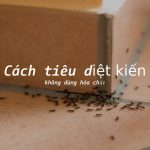 Cách tiêu diệt kiến không dùng hóa chất