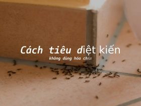 Cách tiêu diệt kiến không dùng hóa chất