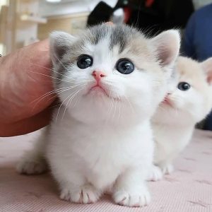 Con mèo nhỏ thật dễ thương