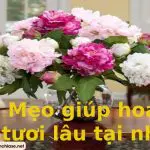 Những cách giúp hoa tươi lâu hơn