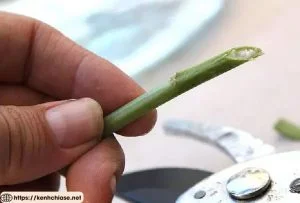 Cắt chéo cành hoa để tăng diện tích tiếp xúc với nước