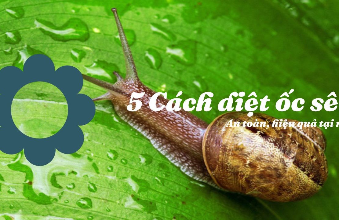 5 Cách diệt ốc sên đơn giản hiệu quả