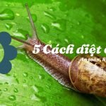5 Cách diệt ốc sên đơn giản hiệu quả