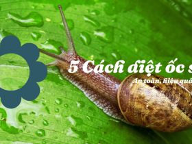 5 Cách diệt ốc sên đơn giản hiệu quả