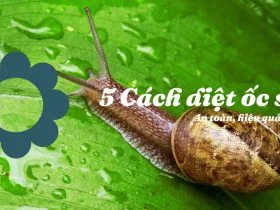 5 Cách diệt ốc sên đơn giản hiệu quả