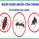 Cây xanh xua đuổi côn trùng