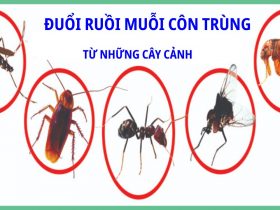 Cây xanh xua đuổi côn trùng