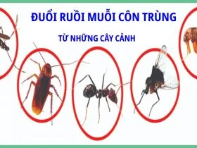 Cây xanh xua đuổi côn trùng