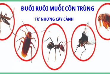 Cây xanh xua đuổi côn trùng