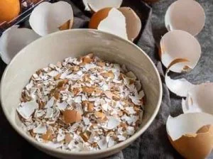 Vỏ trứng gà + ớt bột kị ốc sên