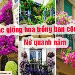 CÁC GIỐNG HOA TRỒNG BAN CÔNG NỞ QUANH NĂM