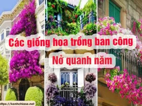 CÁC GIỐNG HOA TRỒNG BAN CÔNG NỞ QUANH NĂM