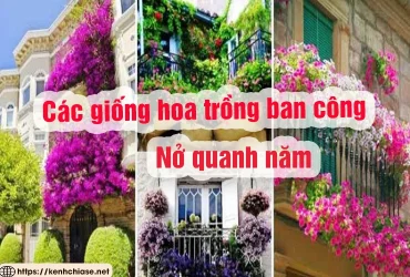 CÁC GIỐNG HOA TRỒNG BAN CÔNG NỞ QUANH NĂM